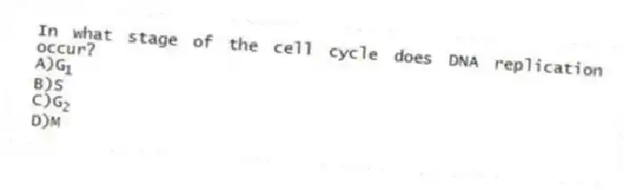 In what stage of the cell cycle does DNA replication occur?
A)G<sub>1</sub>
B)S
C)G<sub>2</sub>
D)M