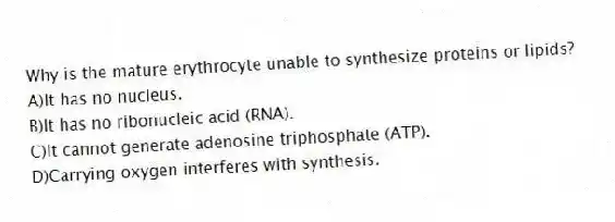 Why is the mature erythrocyte unable to synthesize proteins or lipids?
A)It has no nucleus.
B)It has no ribonucleic acid (RNA).
C)It cannot generate adenosine triphosphate (ATP).
D)Carrying oxygen interferes with synthesis.