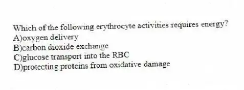 Which of the following erythrocyte activities requires energy?
A)oxygen delivery
B)carbon dioxide exchange
C)glucose transport into the RBC
D)protecting proteins from oxidative damage