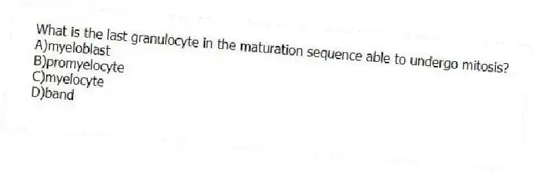What is the last granulocyte in the maturation sequence able to undergo mitosis?
A)myeloblast
B)promyelocyte
C)myelocyte
D)band