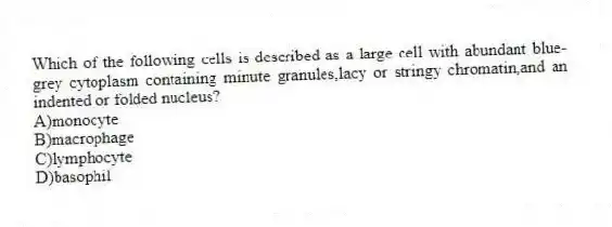 Which of the following cells is described as a large cell with abundant blue-grey cytoplasm containing minute granules,lacy or stringy chromatin,and an indented or folded nucleus?
A)monocyte
B)macrophage
C)lymphocyte
D)basophil