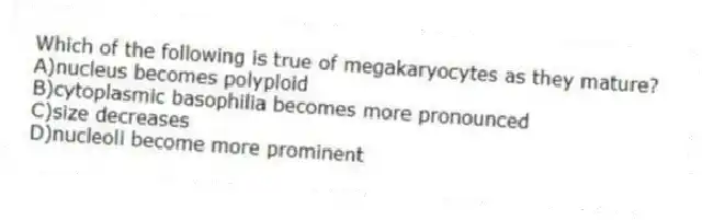 Which of the following is true of megakaryocytes as they mature?
A)nucleus becomes polyploid
B)cytoplasmic basophilia becomes more pronounced
C)size decreases
D)nucleoli become more prominent