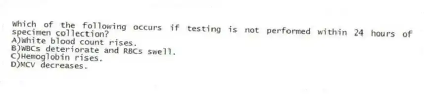 Which of the following occurs if testing is not performed within 24 hours of specimen collection?
A)White blood count rises.
B)WBCs deteriorate and RBCs swell.
C)Hemoglobin rises.
D)MCV decreases.