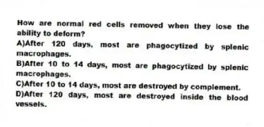 How are normal red cells removed when they lose the ability to deform?
A)After 120 days, most are phagocytized by splenic macrophages.
B)After 10 to 14 days, most are phagocytized by splenic macrophages.
C)After 10 to 14 days, most are destroyed by complement.
D)After 120 days, most are destroyed inside the blood vessels.