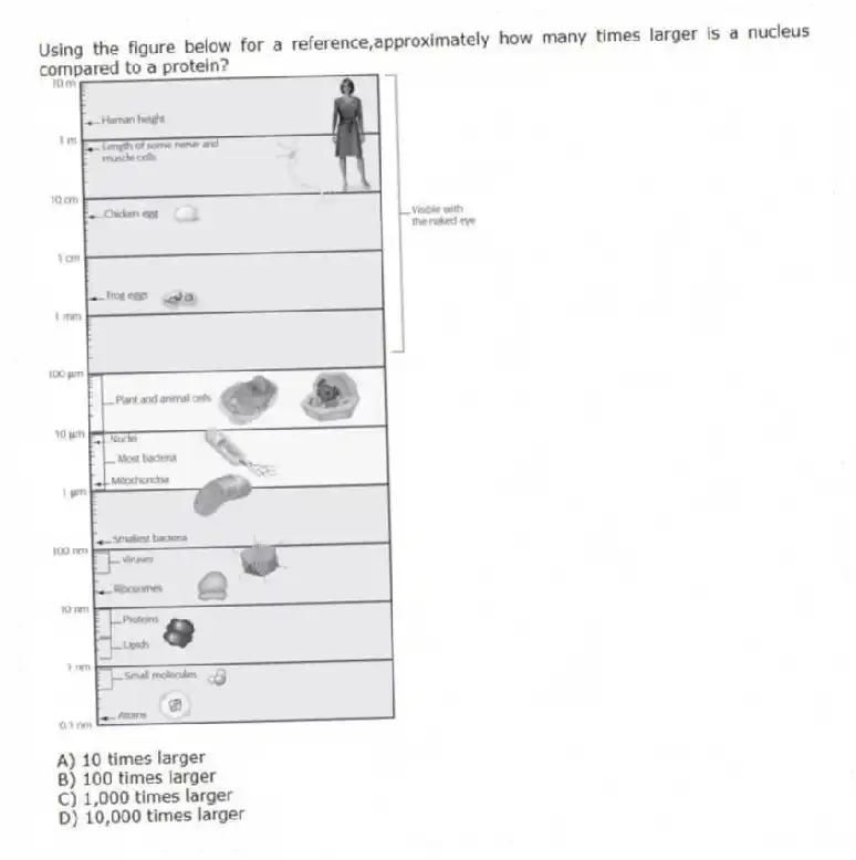 Using the figure below for a reference,approximately how many times larger is a nucleus compared to a protein?
A) 10 times larger
B) 100 times larger
C) 1,000 times larger
D) 10,000 times larger