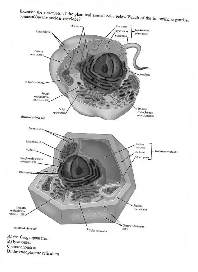 Examine the structures of the plant and animal cells below.Which of the following organelles connect(s)to the nuclear envelope?
A) the Golgi apparatus
B) lysosomes
C) mitochondria
D) the endoplasmic reticulum