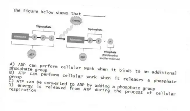 The figure below shows that ________.
A) ADP can perform cellular work when it binds to an additional phosphate group
B) ATP can perform cellular work when it releases a phosphate group
C) ATP can be converted to ADP by adding a phosphate group
D) energy is released from ATP during the process of cellular respiration