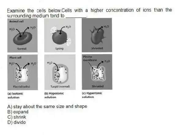 Examine the cells below.Cells with a higher concentration of ions than the surrounding medium tend to ________.
A) stay about the same size and shape
B) expand
C) shrink
D) divide