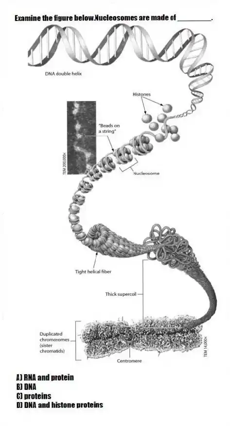 Examine the figure below.Nucleosomes are made of ________.
A) RNA and protein
B) DNA
C) proteins
D) DNA and histone proteins