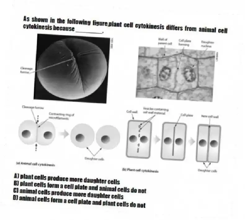 As shown in the following figure,plant cell cytokinesis differs from animal cell cytokinesis because ________.
A) plant cells produce more daughter cells
B) plant cells form a cell plate and animal cells do not
C) animal cells produce more daughter cells
D) animal cells form a cell plate and plant cells do not