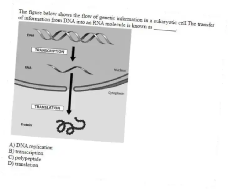 The figure below shows the flow of genetic information in a eukaryotic cell.The transfer of information from DNA into an RNA molecule is known as ________.
A) DNA replication
B) transcription
C) polypeptide
D) translation