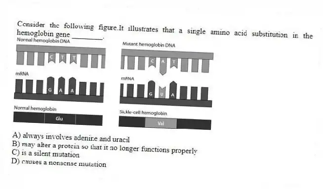 Consider the following figure.It illustrates that a single amino acid substitution in the hemoglobin gene ________.
A) always involves adenine and uracil
B) may alter a protein so that it no longer functions properly
C) is a silent mutation
D) causes a nonsense mutation