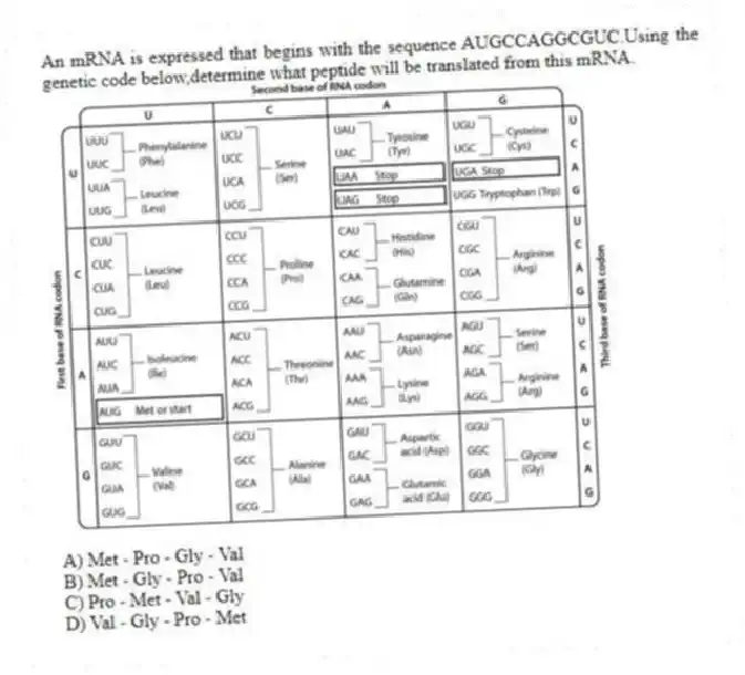 An mRNA is expressed that begins with the sequence AUGCCAGGCGUC.Using the genetic code below,determine what peptide will be translated from this mRNA.
A) Met - Pro - Gly - Val
B) Met - Gly - Pro - Val
C) Pro - Met - Val - Gly
D) Val - Gly - Pro - Met