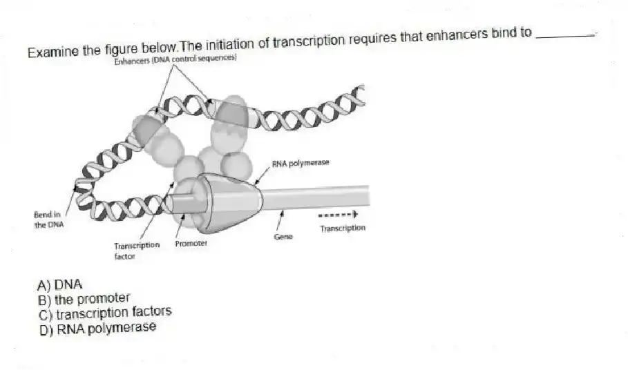 Examine the figure below.The initiation of transcription requires that enhancers bind to ________.
A) DNA
B) the promoter
C) transcription factors
D) RNA polymerase