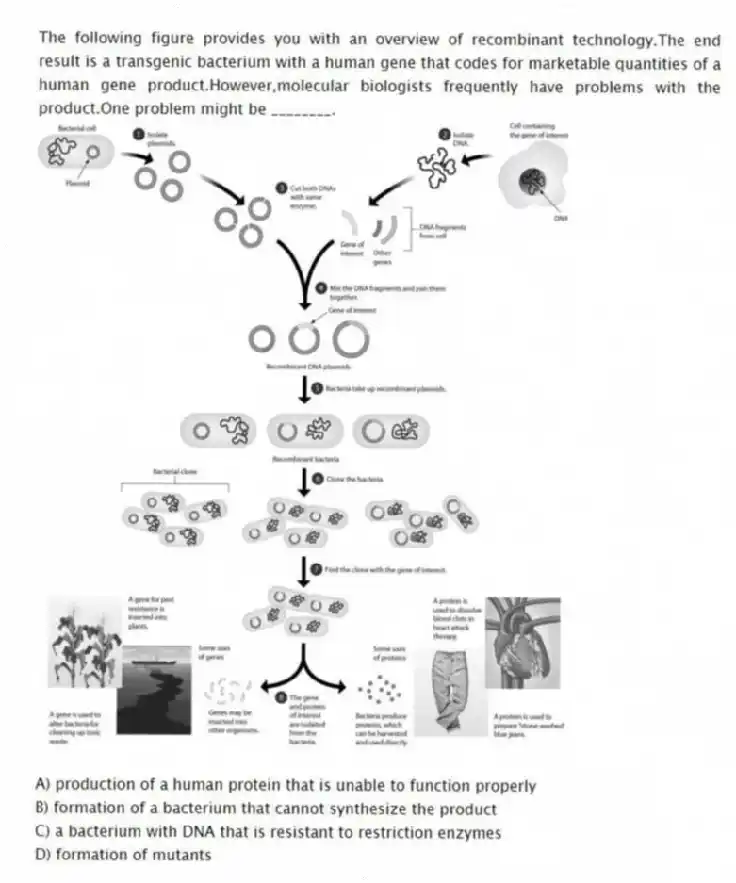The following figure provides you with an overview of recombinant technology.The end result is a transgenic bacterium with a human gene that codes for marketable quantities of a human gene product.However,molecular biologists frequently have problems with the product.One problem might be ________.
A) production of a human protein that is unable to function properly
B) formation of a bacterium that cannot synthesize the product
C) a bacterium with DNA that is resistant to restriction enzymes
D) formation of mutants