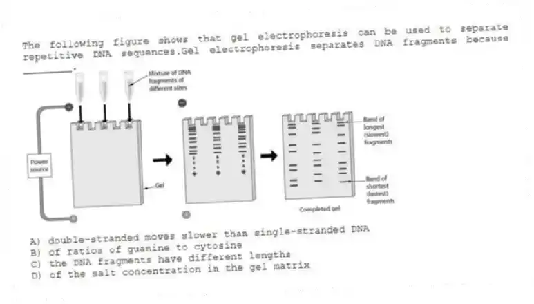The following figure shows that gel electrophoresis can be used to separate repetitive DNA sequences.Gel electrophoresis separates DNA fragments because ________.
A) double-stranded moves slower than single-stranded DNA
B) of ratios of guanine to cytosine
C) the DNA fragments have different lengths
D) of the salt concentration in the gel matrix