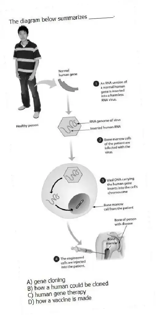 The diagram below summarizes ________.
A) gene cloning
B) how a human could be cloned
C) human gene therapy
D) how a vaccine is made