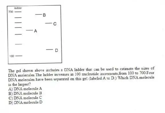 -The gel shown above includes a DNA ladder that can be used to estimate the sizes of DNA molecules.The ladder increases in 100 nucleotide increments,from 100 to 700.Four DNA molecules have been separated on this gel (labeled A to D.) Which DNA molecule is the largest?
A) DNA molecule A
B) DNA molecule B
C) DNA molecule C
D) DNA molecule D