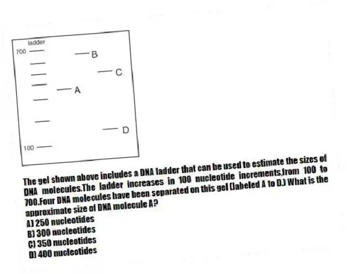 -The gel shown above includes a DNA ladder that can be used to estimate the sizes of DNA molecules.The ladder increases in 100 nucleotide increments,from 100 to 700.Four DNA molecules have been separated on this gel (labeled A to D.) What is the approximate size of DNA molecule A?
A) 250 nucleotides
B) 300 nucleotides
C) 350 nucleotides
D) 400 nucleotides