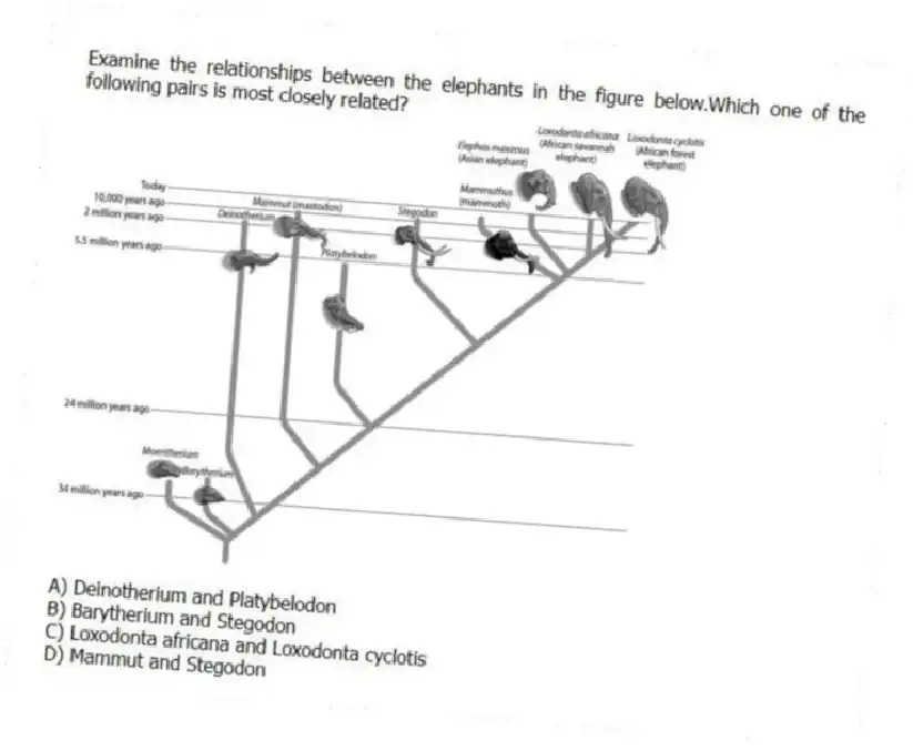 Examine the relationships between the elephants in the figure below.Which one of the following pairs is most closely related?
A) Deinotherium and Platybelodon
B) Barytherium and Stegodon
C) Loxodonta africana and Loxodonta cyclotis
D) Mammut and Stegodon