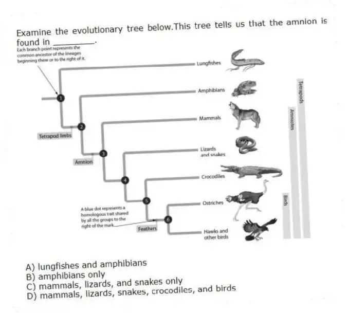 Examine the evolutionary tree below.This tree tells us that the amnion is found in ________. 
A) lungfishes and amphibians 
B) amphibians only 
C) mammals, lizards, and snakes only 
D) mammals, lizards, snakes, crocodiles, and birds
