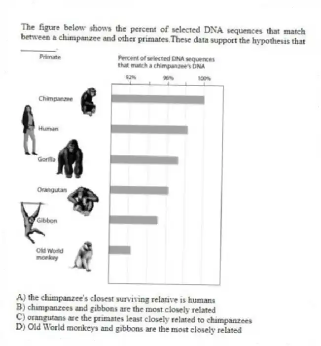 The figure below shows the percent of selected DNA sequences that match between a chimpanzee and other primates.These data support the hypothesis that ________.
A) the chimpanzee's closest surviving relative is humans
B) chimpanzees and gibbons are the most closely related
C) orangutans are the primates least closely related to chimpanzees
D) Old World monkeys and gibbons are the most closely related