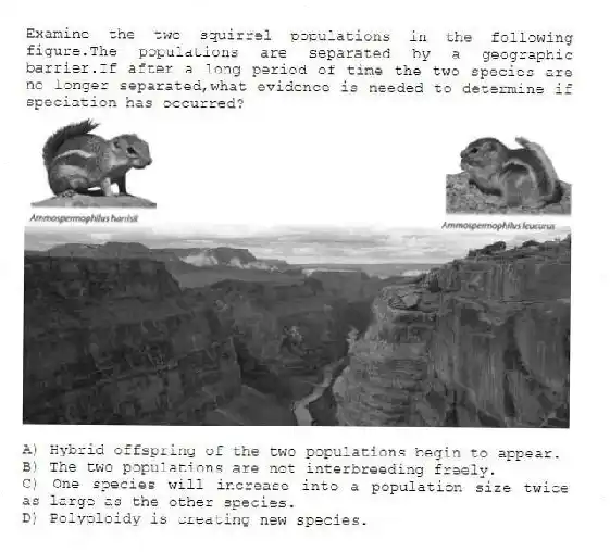 Examine the two squirrel populations in the following figure.The populations are separated by a geographic barrier.If after a long period of time the two species are no longer separated,what evidence is needed to determine if speciation has occurred?
A) Hybrid offspring of the two populations begin to appear.
B) The two populations are not interbreeding freely.
C) One species will increase into a population size twice as large as the other species.
D) Polyploidy is creating new species.