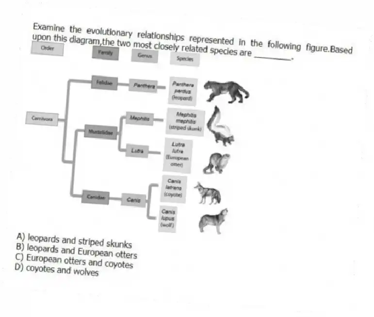 Examine the evolutionary relationships represented in the following figure.Based upon this diagram,the two most closely related species are ________.
A) leopards and striped skunks
B) leopards and European otters
C) European otters and coyotes
D) coyotes and wolves