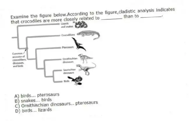 Examine the figure below.According to the figure,cladistic analysis indicates that crocodiles are more closely related to ________ than to ________.
A) birds... pterosaurs
B) snakes... birds
C) Ornithischian dinosaurs… pterosaurs
D) birds... lizards