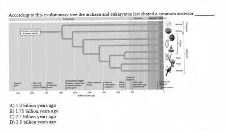 According to this evolutionary tree,the archaea and eukaryotes last shared a common ancestor ________.
A) 1.0 billion years ago
B) 1.75 billion years ago
C) 2.5 billion years ago
D) 3.5 billion years ago