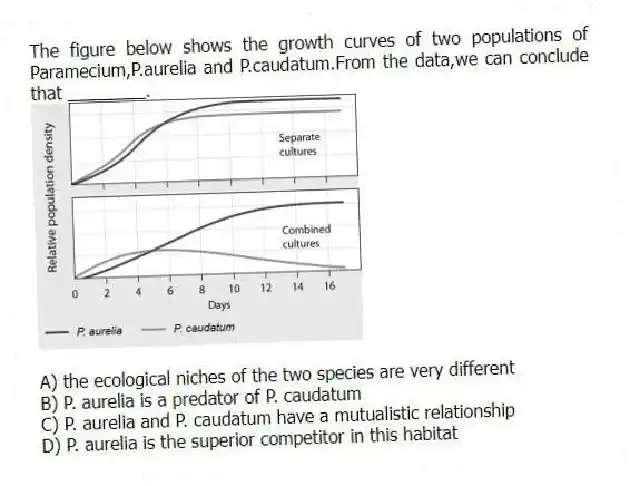 The figure below shows the growth curves of two populations of Paramecium,P.aurelia and P.caudatum.From the data,we can conclude that ________.
A) the ecological niches of the two species are very different
B) P. aurelia is a predator of P. caudatum
C) P. aurelia and P. caudatum have a mutualistic relationship
D) P. aurelia is the superior competitor in this habitat