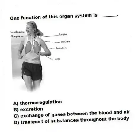 One function of this organ system is ________.
A) thermoregulation
B) excretion
C) exchange of gases between the blood and air
D) transport of substances throughout the body