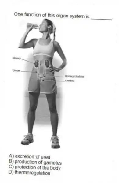 One function of this organ system is ________.
A) excretion of urea
B) production of gametes
C) protection of the body
D) thermoregulation