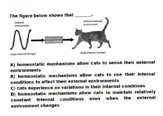 The figure below shows that ________.
A) homeostatic mechanisms allow cats to sense their external environments
B) homeostatic mechanisms allow cats to use their internal conditions to affect their external environments
C) cats experience no variations in their internal conditions
D) homeostatic mechanisms allow cats to maintain relatively constant internal conditions even when the external environment changes