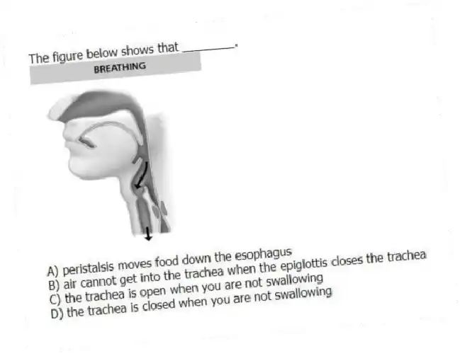 The figure below shows that ________.
A) peristalsis moves food down the esophagus
B) air cannot get into the trachea when the epiglottis closes the trachea
C) the trachea is open when you are not swallowing
D) the trachea is closed when you are not swallowing