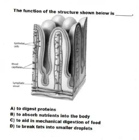 The function of the structure shown below is ________.
A) to digest proteins
B) to absorb nutrients into the body
C) to aid in mechanical digestion of food
D) to break fats into smaller droplets