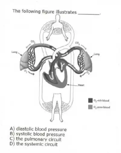 The following figure illustrates ________.
A) diastolic blood pressure
B) systolic blood pressure
C) the pulmonary circuit
D) the systemic circuit