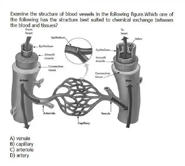 Examine the structure of blood vessels in the following figure.Which one of the following has the structure best suited to chemical exchange between the blood and tissues?
A) venule
B) capillary
C) arteriole
D) artery