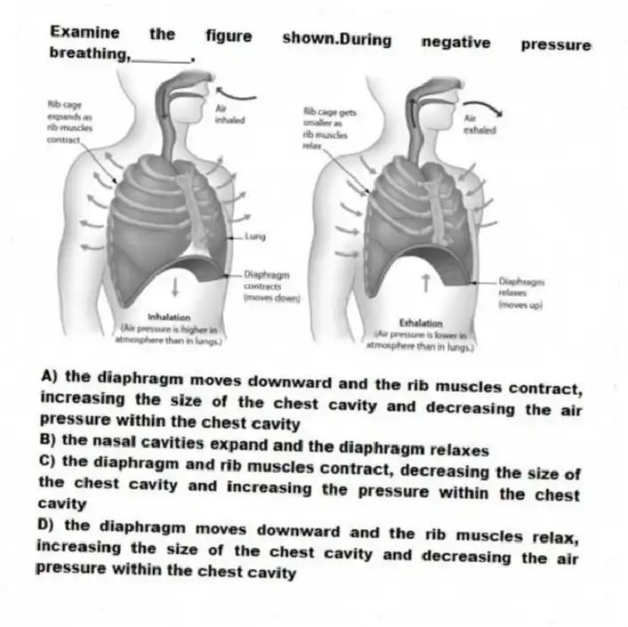 Examine the figure shown.During negative pressure breathing,________.
A) the diaphragm moves downward and the rib muscles contract, increasing the size of the chest cavity and decreasing the air pressure within the chest cavity
B) the nasal cavities expand and the diaphragm relaxes
C) the diaphragm and rib muscles contract, decreasing the size of the chest cavity and increasing the pressure within the chest cavity
D) the diaphragm moves downward and the rib muscles relax, increasing the size of the chest cavity and decreasing the air pressure within the chest cavity