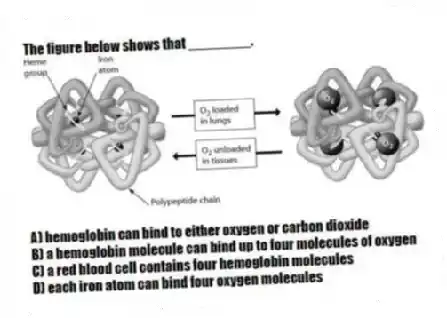 The figure below shows that ________.
A) hemoglobin can bind to either oxygen or carbon dioxide
B) a hemoglobin molecule can bind up to four molecules of oxygen
C) a red blood cell contains four hemoglobin molecules
D) each iron atom can bind four oxygen molecules