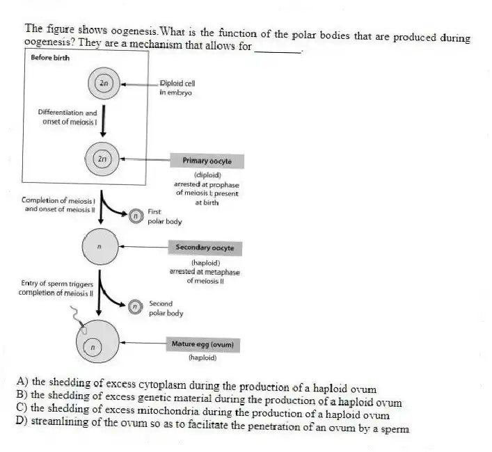 The figure shows oogenesis.What is the function of the polar bodies that are produced during oogenesis? They are a mechanism that allows for ________. 
A) the shedding of excess cytoplasm during the production of a haploid ovum 
B) the shedding of excess genetic material during the production of a haploid ovum 
C) the shedding of excess mitochondria during the production of a haploid ovum 
D) streamlining of the ovum so as to facilitate the penetration of an ovum by a sperm
