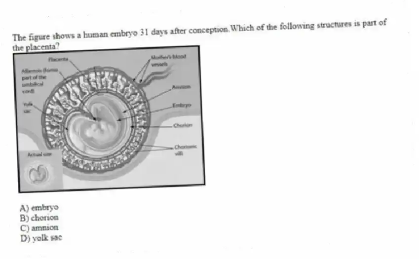 The figure shows a human embryo 31 days after conception.Which of the following structures is part of the placenta?
A) embryo
B) chorion
C) amnion
D) yolk sac