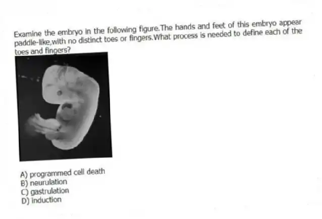 Examine the embryo in the following figure.The hands and feet of this embryo appear paddle-like,with no distinct toes or fingers.What process is needed to define each of the toes and fingers?
A) programmed cell death
B) neurulation
C) gastrulation
D) induction