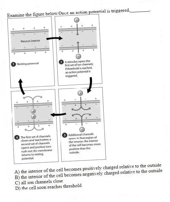 Examine the figure below.Once an action potential is triggered,________.
A) the interior of the cell becomes positively charged relative to the outside
B) the interior of the cell becomes negatively charged relative to the outside
C) all ion channels close
D) the cell soon reaches threshold