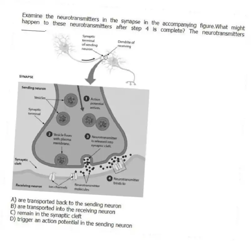 Examine the neurotransmitters in the synapse in the accompanying figure.What might happen to these neurotransmitters after step 4 is complete? The neurotransmitters ________.
A) are transported back to the sending neuron
B) are transported into the receiving neuron
C) remain in the synaptic cleft
D) trigger an action potential in the sending neuron