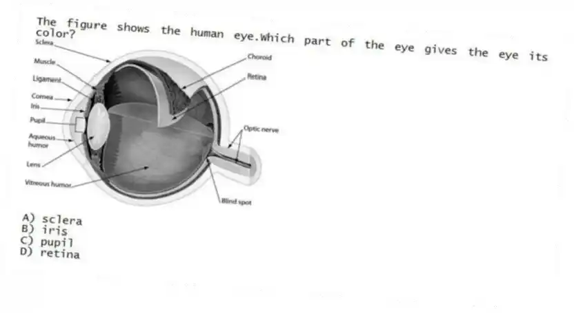 The figure shows the human eye.Which part of the eye gives the eye its color?
A) sclera
B) iris
C) pupil
D) retina