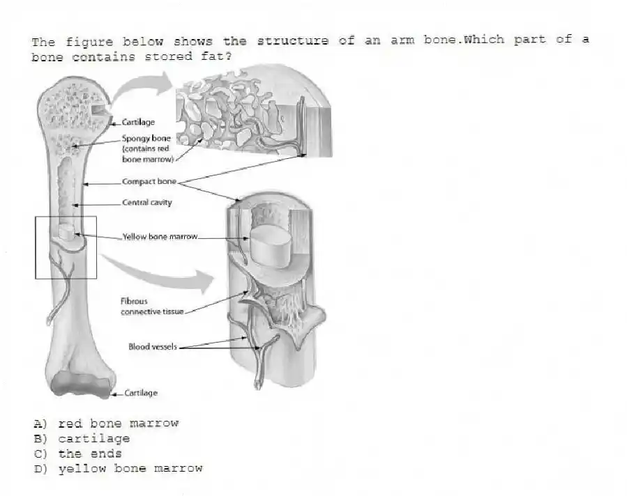 The figure below shows the structure of an arm bone.Which part of a bone contains stored fat?
A) red bone marrow
B) cartilage
C) the ends
D) yellow bone marrow