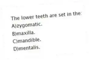 The lower teeth are set in the:
A)zygomatic.
B)maxilla.
C)mandible.
D)mentalis.