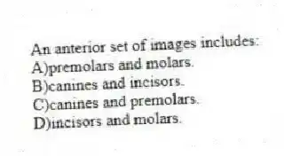 An anterior set of images includes:
A)premolars and molars.
B)canines and incisors.
C)canines and premolars.
D)incisors and molars.