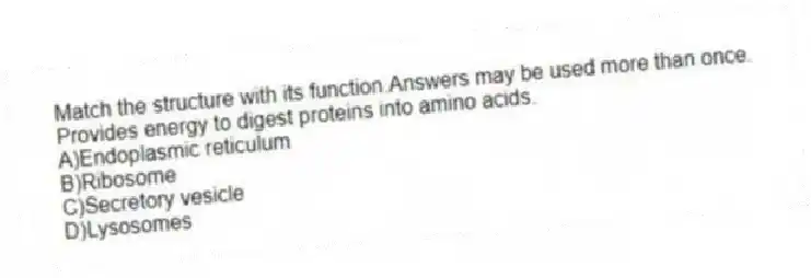 Match the structure with its function.Answers may be used more than once.
-Provides energy to digest proteins into amino acids.
A)Endoplasmic reticulum
B)Ribosome
C)Secretory vesicle
D)Lysosomes